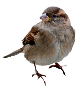 Sparrow PNG-20116